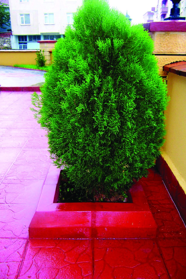 40 LIK AĞAÇ DİBİ BORDÜRÜ